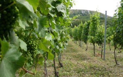 Bio vinice leto 2011