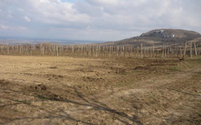 Výsadba VINIC 2012