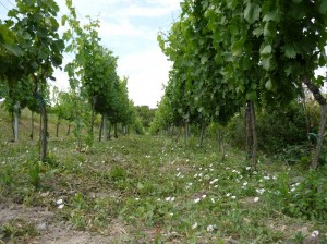 Bio vinice leto 2011
