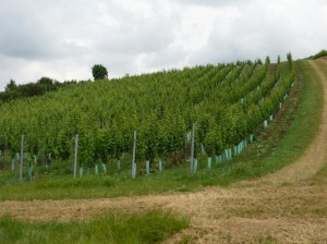 P1100231